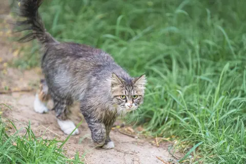一只灰色的猫在草地上行走