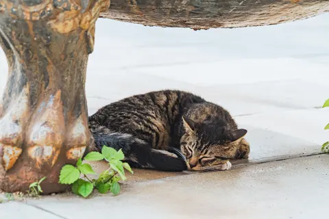 一只黑色的猫躲在树下