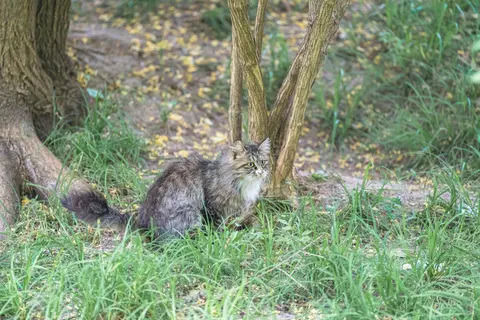 一只灰色的猫趴在树下的草地上