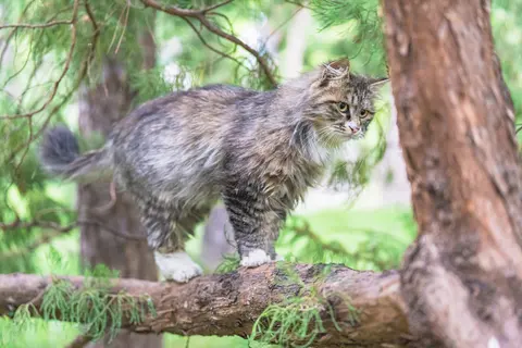 一只灰色的猫在树枝上行走