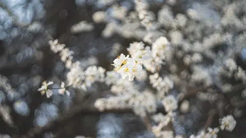 一棵开满白花的树
