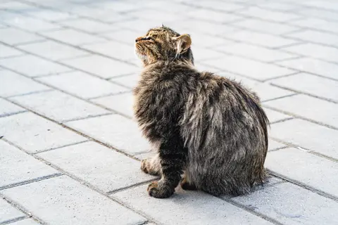 一只灰白色的猫坐在地面上