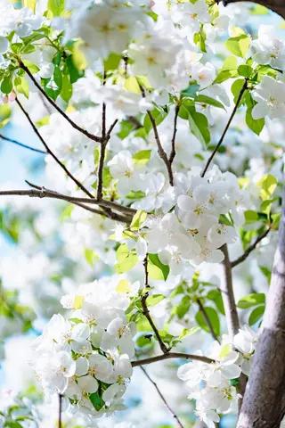 树枝上的白色花朵