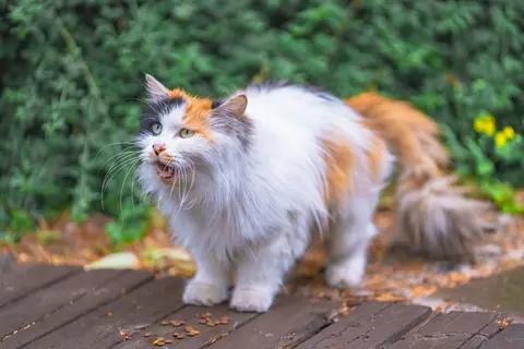 三色猫在木板上行走
