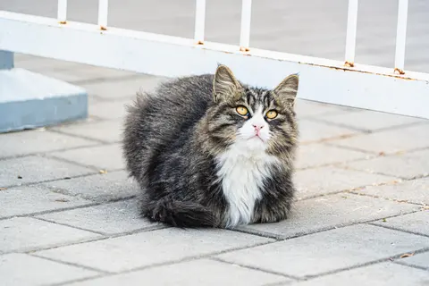 一只黑白相间的猫坐在地面上