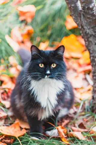 黑白相间的猫在草地上坐着