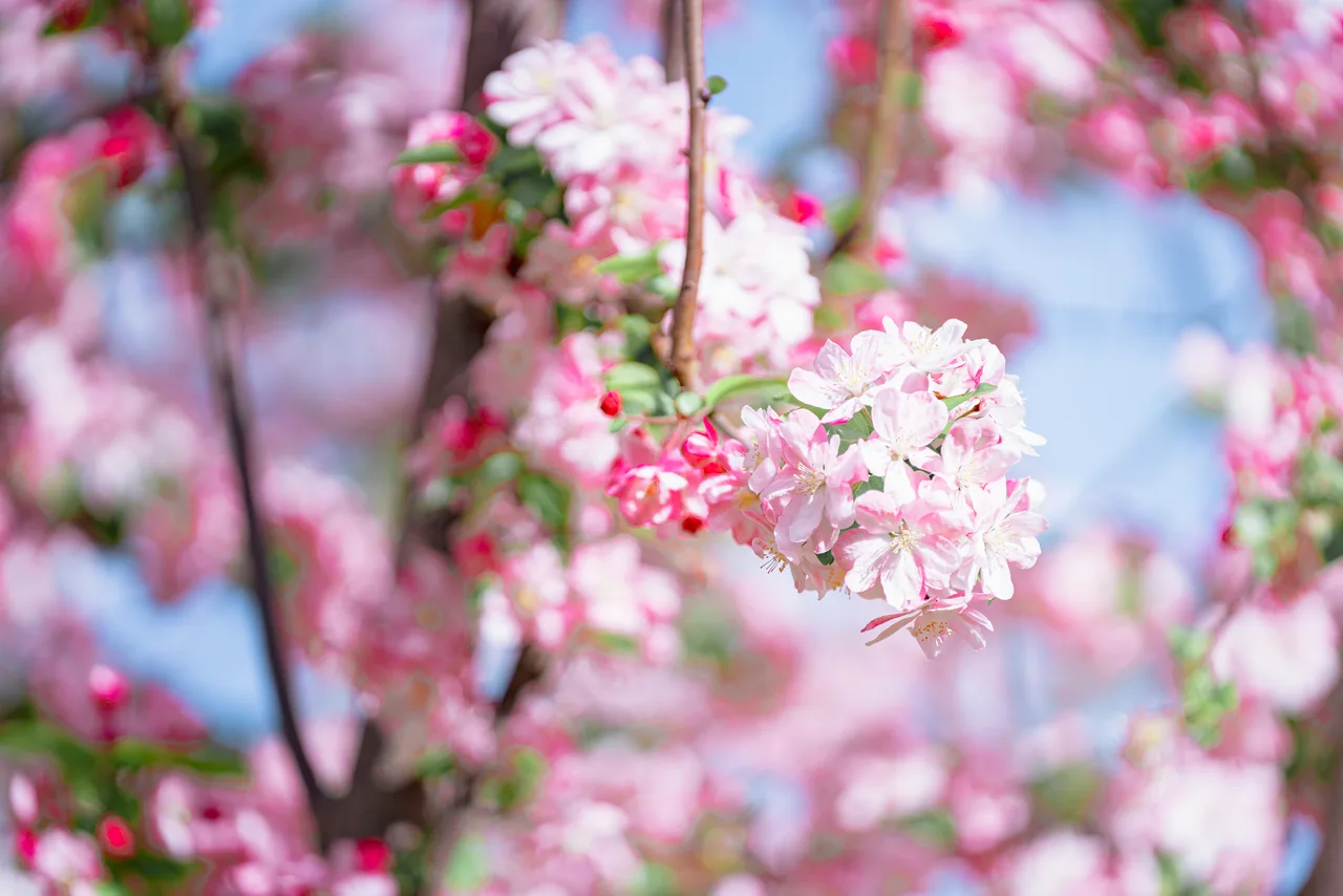 粉色樱花树枝