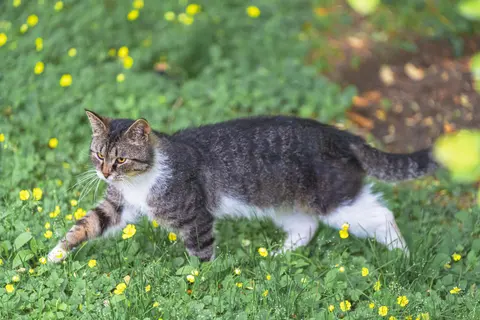 一只黑白相间的猫在草地上行走