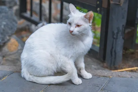 一只白色猫咪趴在地上