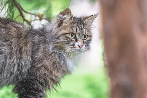 一只灰色和白色相间的猫在树下