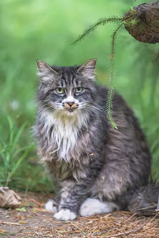 灰白相间的猫吐出舌头