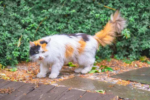 一只三色猫在木板上行走