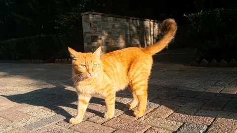 一只橘色的猫在阳光下行走