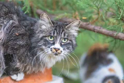 一只灰色和白色相间的猫看向镜头