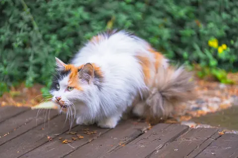 三色猫在木板上行走