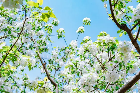 树枝上的白色花朵