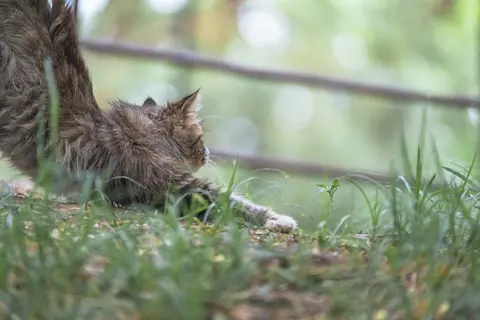 一只小猫躺在草丛里