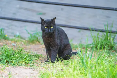 一只黑色的猫坐在草地上