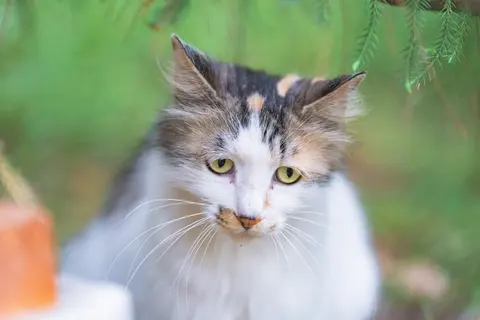一只灰色和白色相间的猫看向镜头