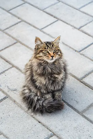 一只灰白色的猫坐在地面上