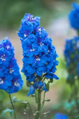 蓝色的花朵