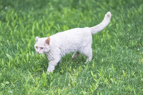 一只白色的猫在草地上行走