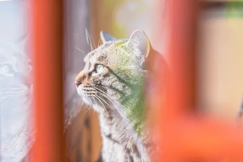 猫咪近景特写