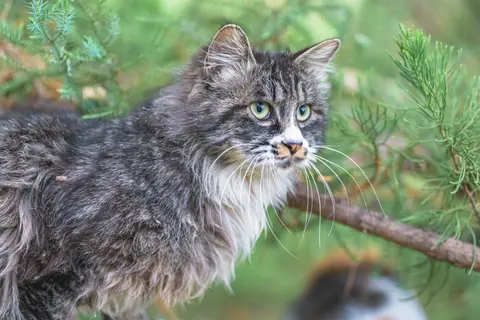 一只灰色和白色相间的猫看向镜头