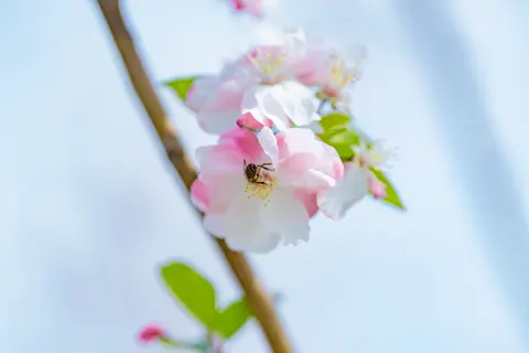 粉色花朵在树枝上