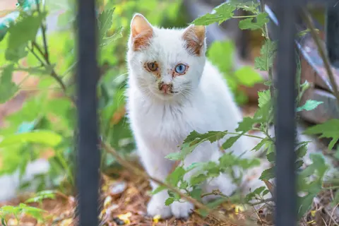 一只白色小猫躲在栅栏后