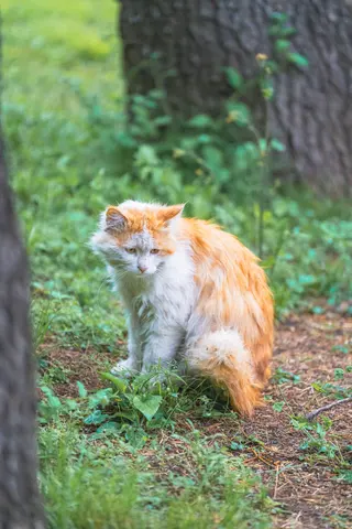 一只橘白相间的猫坐在草地上