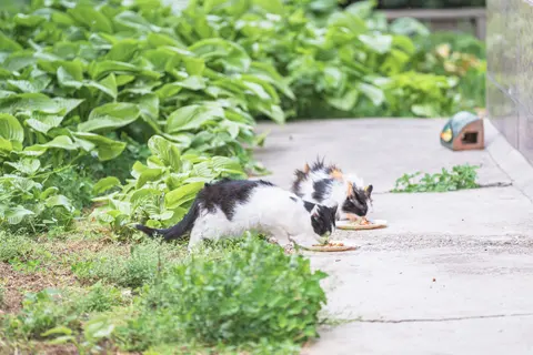 两只猫在草地上