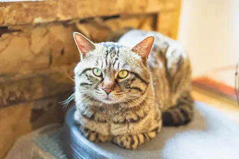 一只棕色虎斑猫坐在窗台上