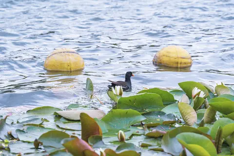 水面上荷叶与小鸭