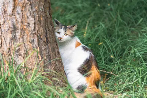 一只三色猫坐在树旁