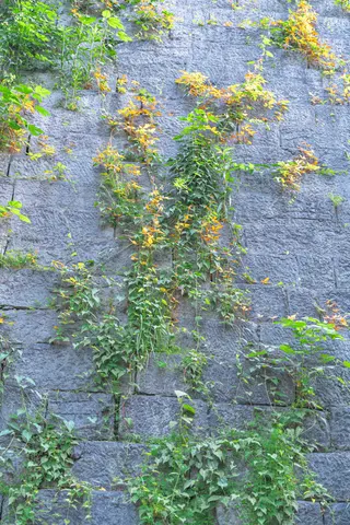 绿色植物的特写