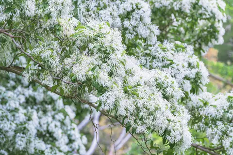 一棵开满白色花朵的树