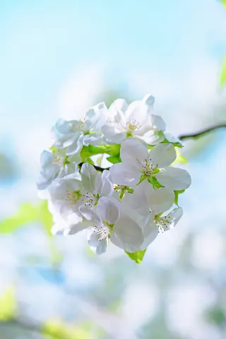 树枝上的白色花朵