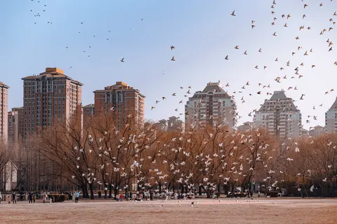 一座城市的公园里有很多白鸽