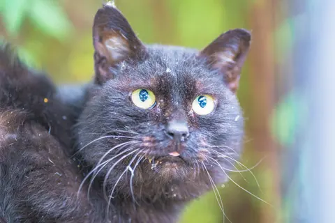 一只黑猫，眼睛发绿光