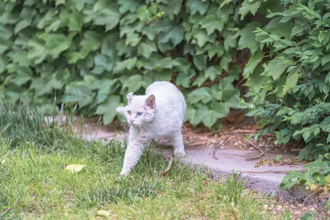 一只白色的猫在草地上行走