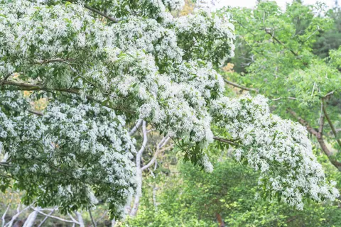 一棵开满白色花朵的树