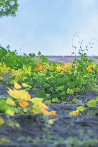 绿色植物的特写