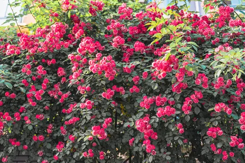 粉色花朵的特写