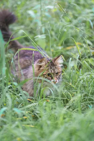 一只棕色虎斑猫在草丛中