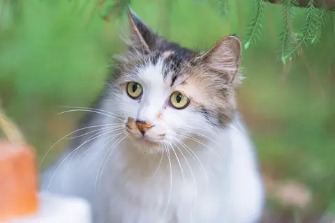 一只灰色和白色相间的猫看向镜头