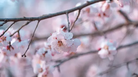 粉色的樱花特写
