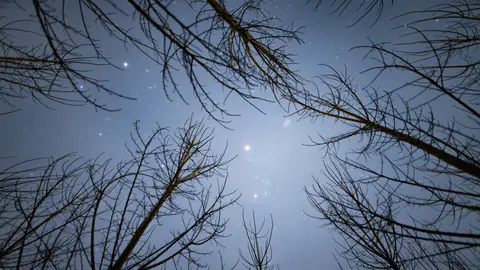星星点点的夜空与树枝
