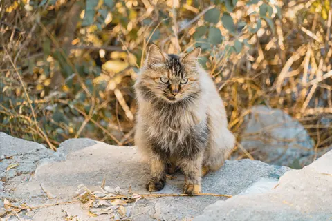 一只棕色的猫坐在石头上