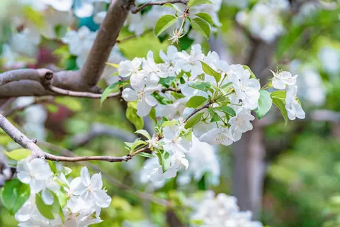 树枝上盛开的白色花朵